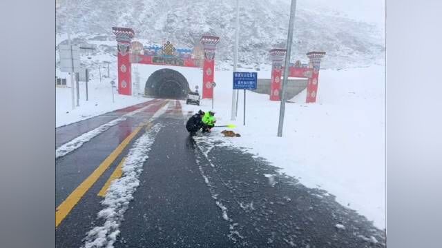 近日,西藏 昌都市丁青县海拔4900米的斜拉山隧道口,民警清理道路冰雪时偶遇一只小狐狸下山觅食,便掏出饼干对其投喂