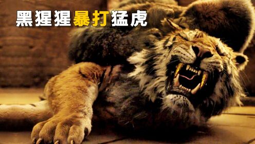 黑猩猩暴打猛虎，最强兽王也只能跪地求饶《多力特的奇幻冒险》