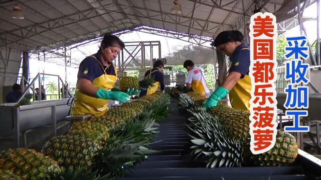 美国招牌水果都乐菠萝采收季,成吨流水线清洗分拣保鲜运输