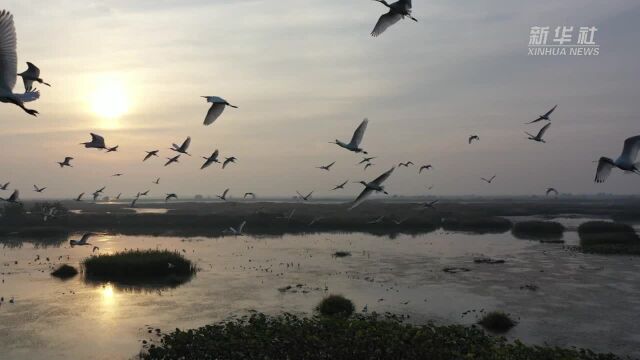 江苏金湖:高邮湖湿地迎来大批珍禽候鸟