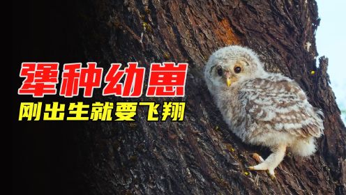 猫头鹰幼崽刚出生就要“自杀”，知道真相后笑死人