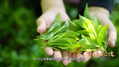 滇红茶历史纪录片