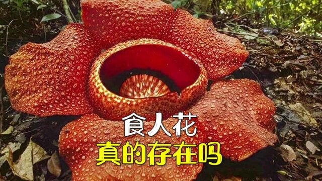 食人花真的存在吗