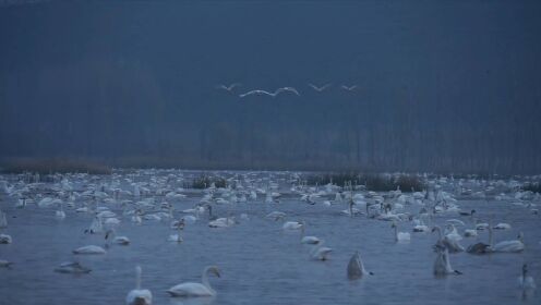 河南三门峡：大天鹅“赴约”黄河湿地