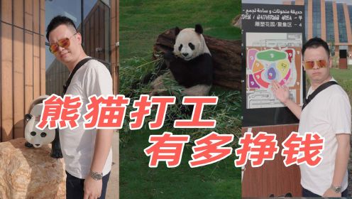 中国最牛海外打工仔：大熊猫京京和四海亮相卡塔尔！