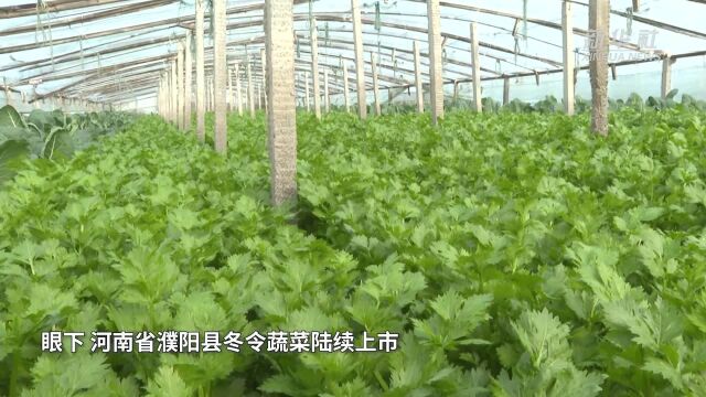 河南濮阳县:助农销菜暖民心