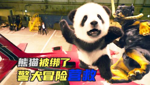 熊猫被偷到国外，一只鸡贼的警犬冒险营救，喜剧电影《汪星卧底》