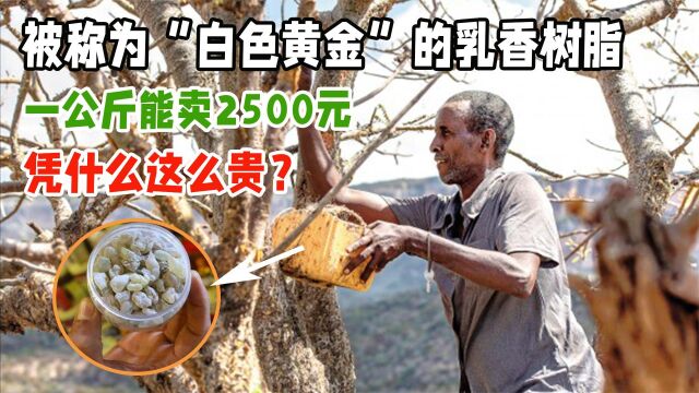 被称为“白色黄金”的乳香树脂,一公斤卖2500元,凭什么这么贵?