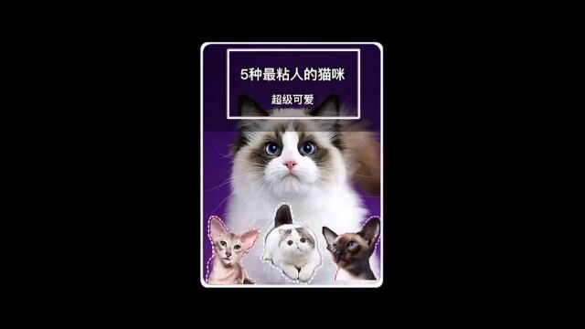 5种最粘人的小猫咪#粘人精