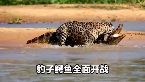 豹子大战水中鳄鱼，狩猎过程太惊险，善“鳄”到头终有“豹”！