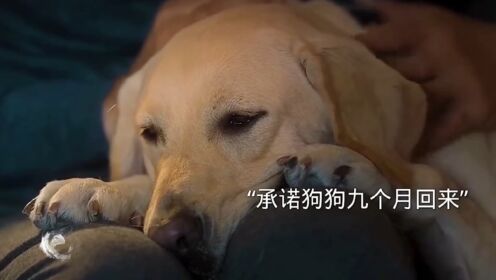 主人打骂导盲犬，没有想到导盲犬中心护主，凄惨死去