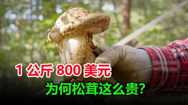 1公斤能卖800美元?同样是菌菇,为什么松茸这么昂贵?