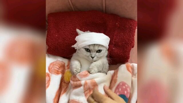 猫咪吃药,这表情绝了,大郎都不敢这么演