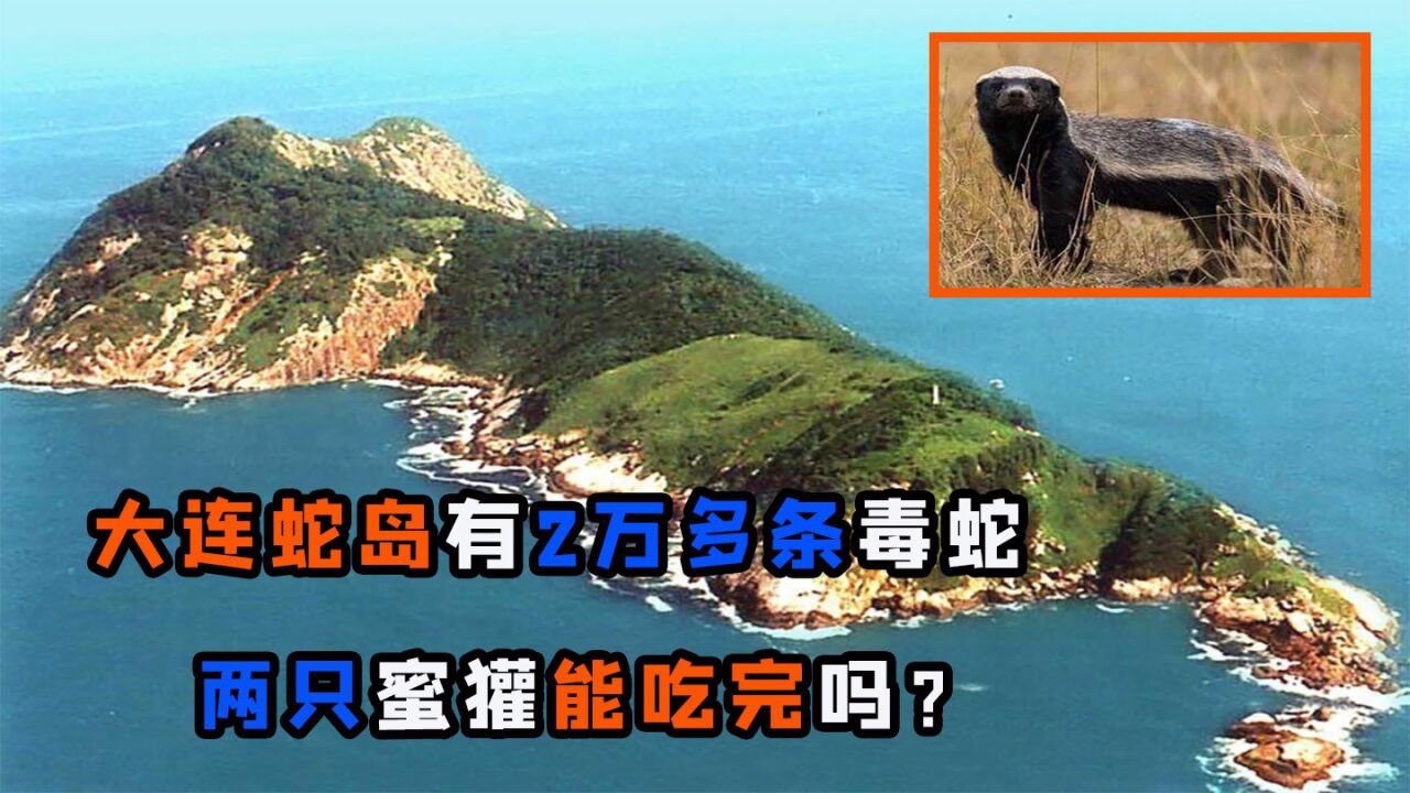 大連蛇島約有2萬條毒蛇,如果丟兩隻蜜獾上去,大概多久能吃完?