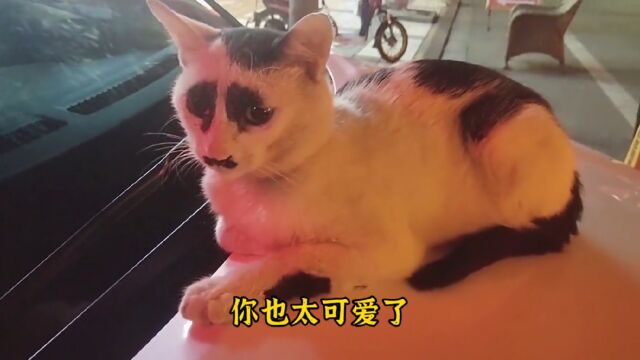 小猫咪真漂亮