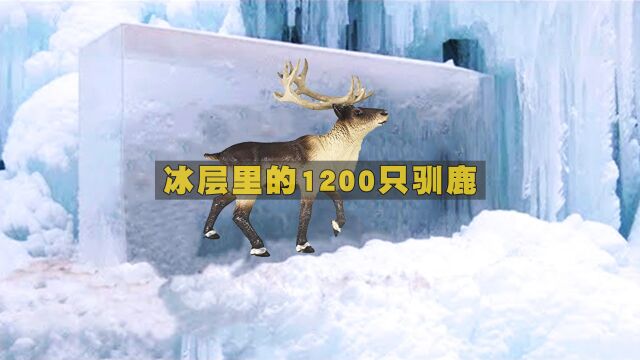 西伯利亚冻土融化后,人们发现了1200头死亡的驯鹿