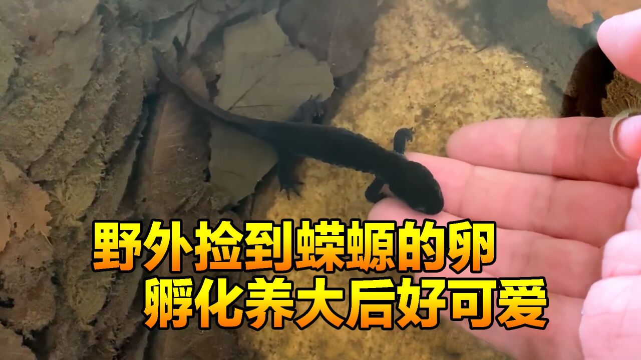 男子野外撈魚時,發現蠑螈旁邊有數不清的卵,孵化養大後好可愛