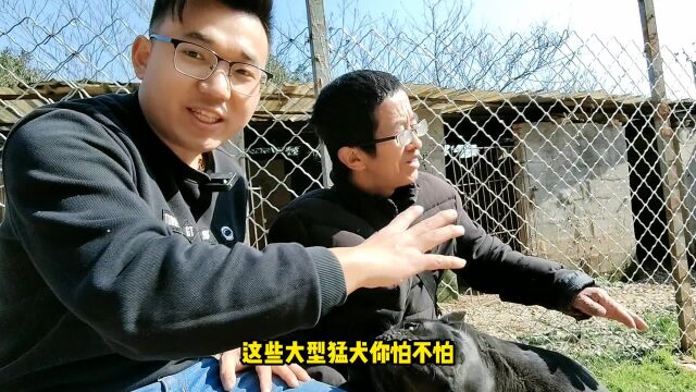 高狼犬即将生产,狗语者老汤请来一位饲养员,报出工资很满意