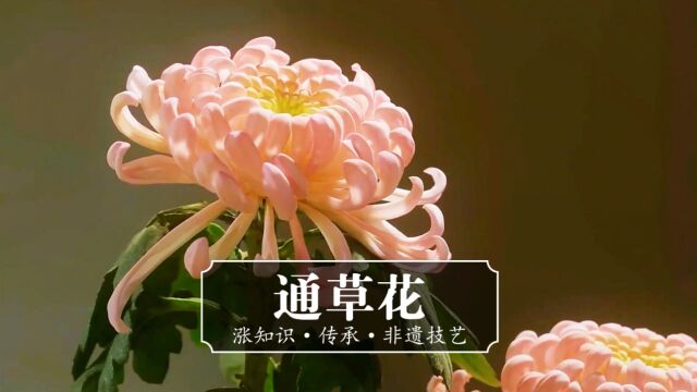 《通草花》你见过吗?虽然是假花胜似真花