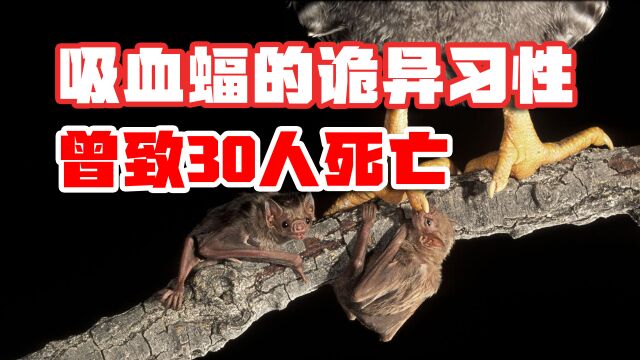 吸血蝠的诡异习性:以吸食动物血液为生,满身病毒,曾致30人死亡