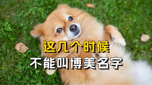 这几种情况别叫博美的名字,不然会失去它!