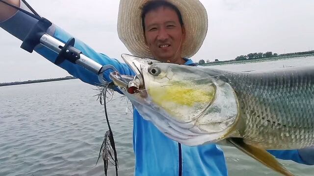 天呐!这里鳡鱼太疯狂太暴躁了,动不动就是大暴口,看看这个鳡鱼有多大