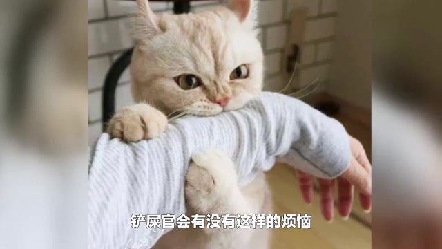 小猫总是喜欢咬人怎么办?简单几招,轻松让你的猫咪听话