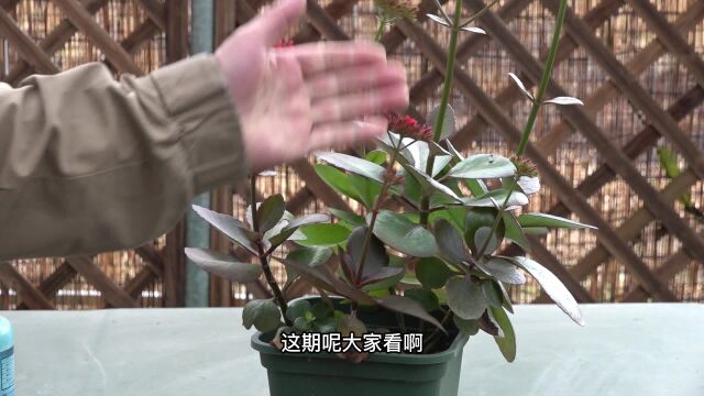 长寿花的花杆特别长是怎么回事?知道原因后才知自己做错了