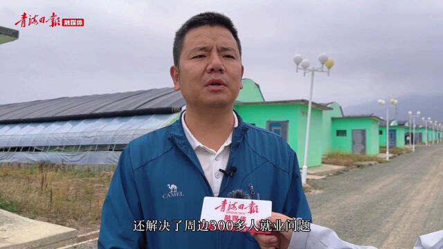 【担当实干 建功立业】海北门源:“小蘑菇”产业走出助农增收致富路