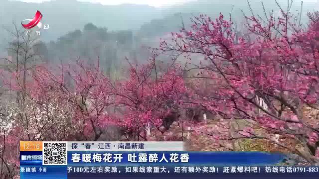 【探“春”江西】南昌新建:春暖梅花开 吐露醉人花香