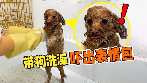 主人推着婴儿车带狗狗洗澡，没想到小泰迪吓出表情包！