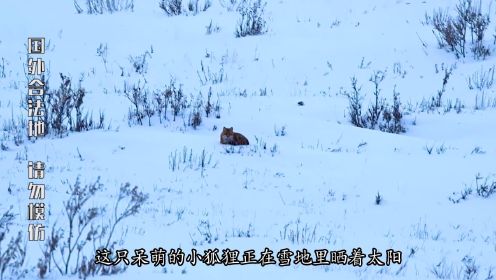 零度以下的生活03：雪地狩猎金色狐狸，美味的洋葱炒松鸡，纪录片