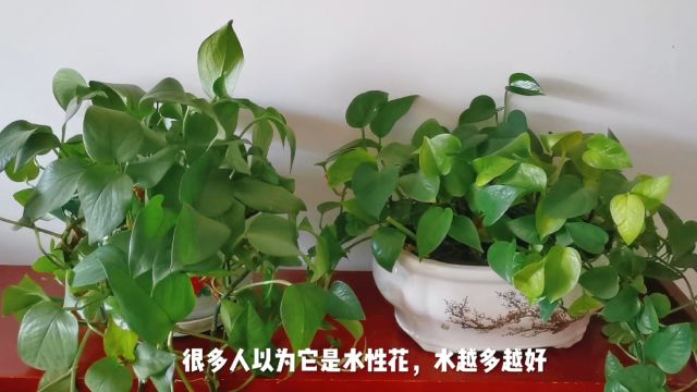 养护绿萝有三忌,只要成功避坑,绿萝就会葱茏翠绿生机盎然