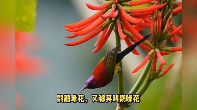 鹦喙花:色彩独特,犹如鹦鹉羽毛般鲜明,让人过目难忘.