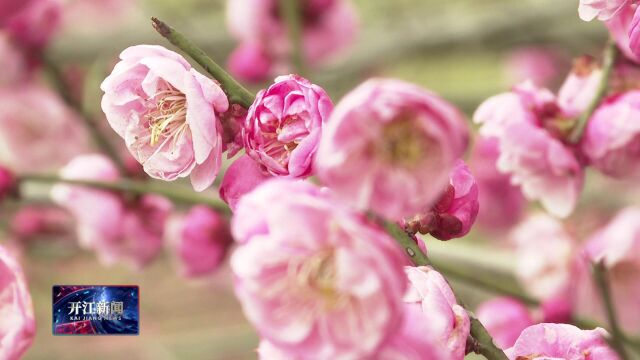 春梅花枝俏 茶香满山飘