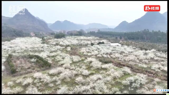 视频丨湖南道县:李花盛开春意浓