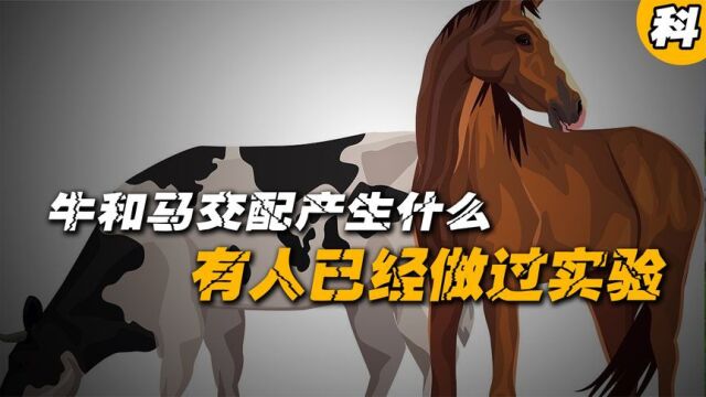 驴马杂交生出优秀的骡子,那牛和马杂交会产生什么?