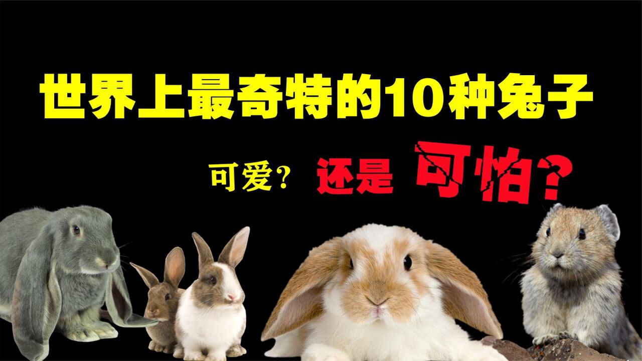 世界上最奇特的10种兔子,你知道兔子咬起人来有多可怕吗?_腾讯视频