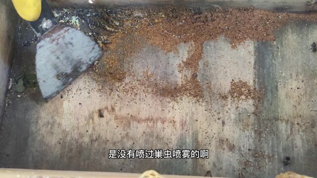 蜂箱底部全是蜡屑,小伙一铲子下去发现里面全是巢虫