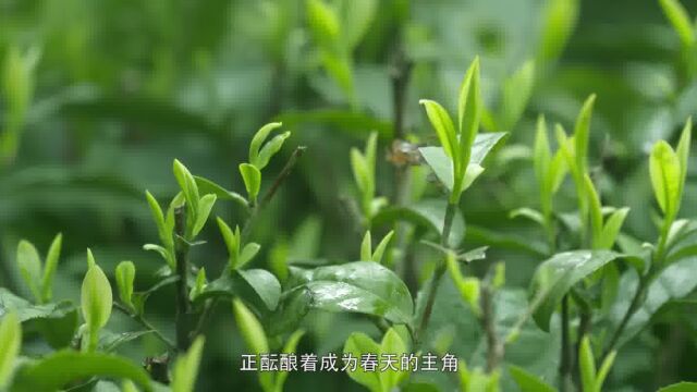 屏山炒青,韵香千年