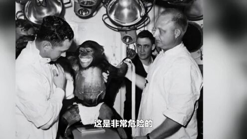 61年前，美国将一只黑猩猩送上太空，返回地球后，却发现了不对劲