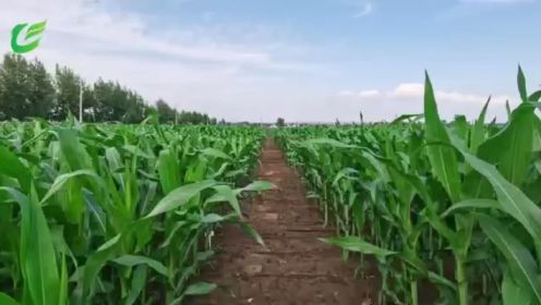 玉米密植高产全程机械化种植技术-李海东