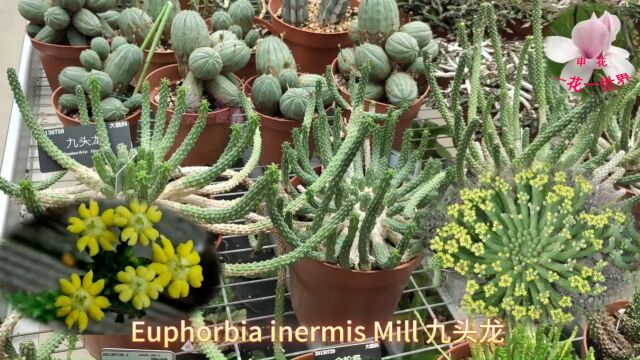 Euphorbia inermis Mill 九头龙