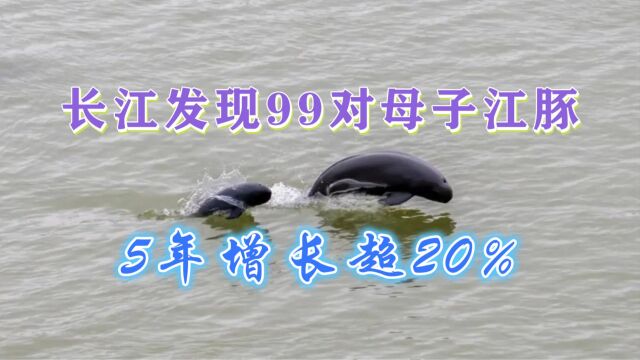 已达1249头!长江干流发现99对母子江豚,5年增长20%会鱼满为患吗