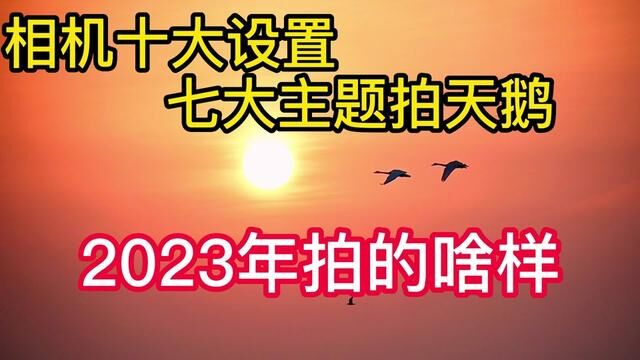 #十大设置七大主题拍天鹅#天鹅摄影#三门峡威海荣成烟墩角拍天鹅