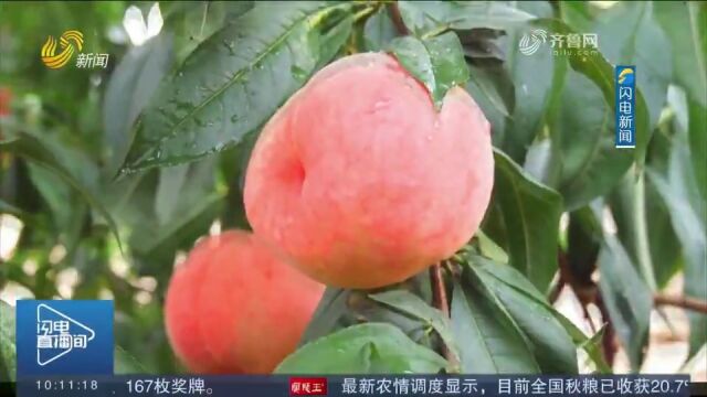 跟随短视频品好品山东里的“家乡味”,唤起你味蕾上的记忆