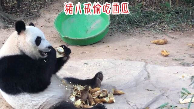 儿童睡前故事.猪八戒偷吃西瓜