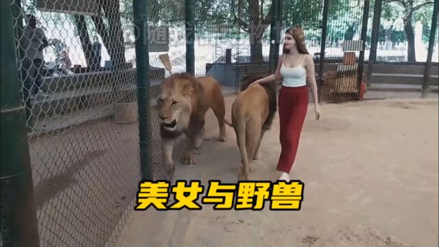 美女与野兽