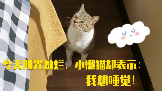 今天阳光灿烂,但小猫却表示,我想睡觉