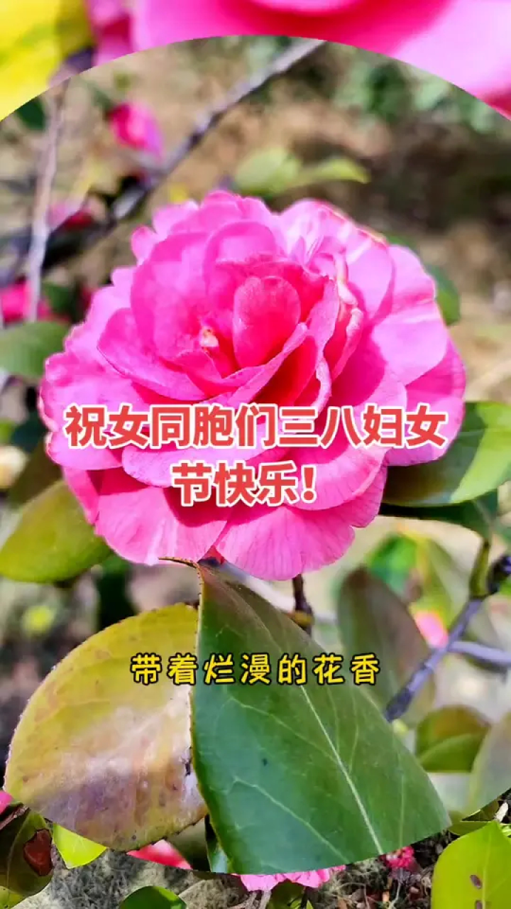 祝所有的姐妹们女神节快乐 